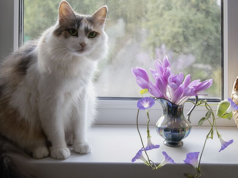 домашние животные, кошки, цветы, букет, выскочка, окно С первым осенним дождиком! фото превью