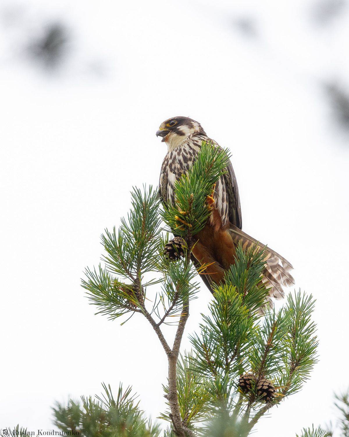 чеглок, орел, птица, Кондратенко Руслан