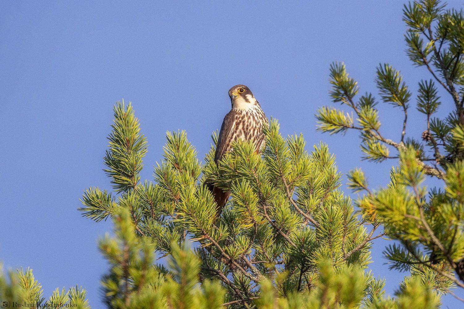 чеглок, орел, птица, Кондратенко Руслан