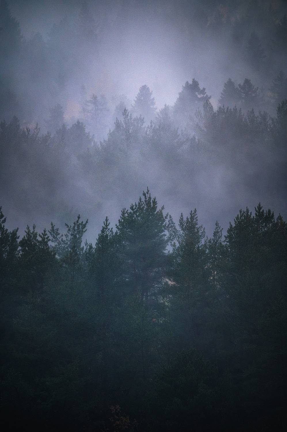 природа, пейзаж, лес, туман, мистический лес, мистика, парма, тайга, Кузнецов Кирилл