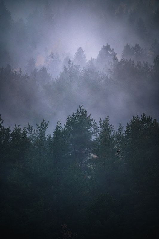 природа, пейзаж, лес, туман, мистический лес, мистика, парма, тайга Мистический лес 2 фото превью