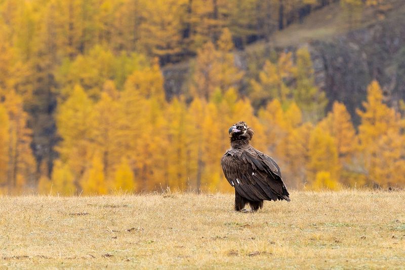 окинский район, саяны, ока саянская, фототур Грифы в долине Оки. фото превью