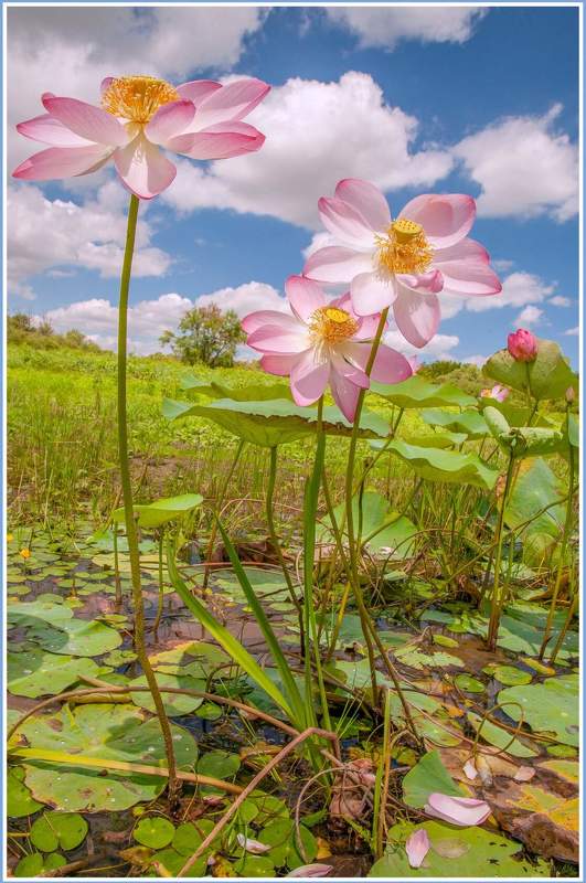 у села  камышово ЛОТОСЫ фото превью