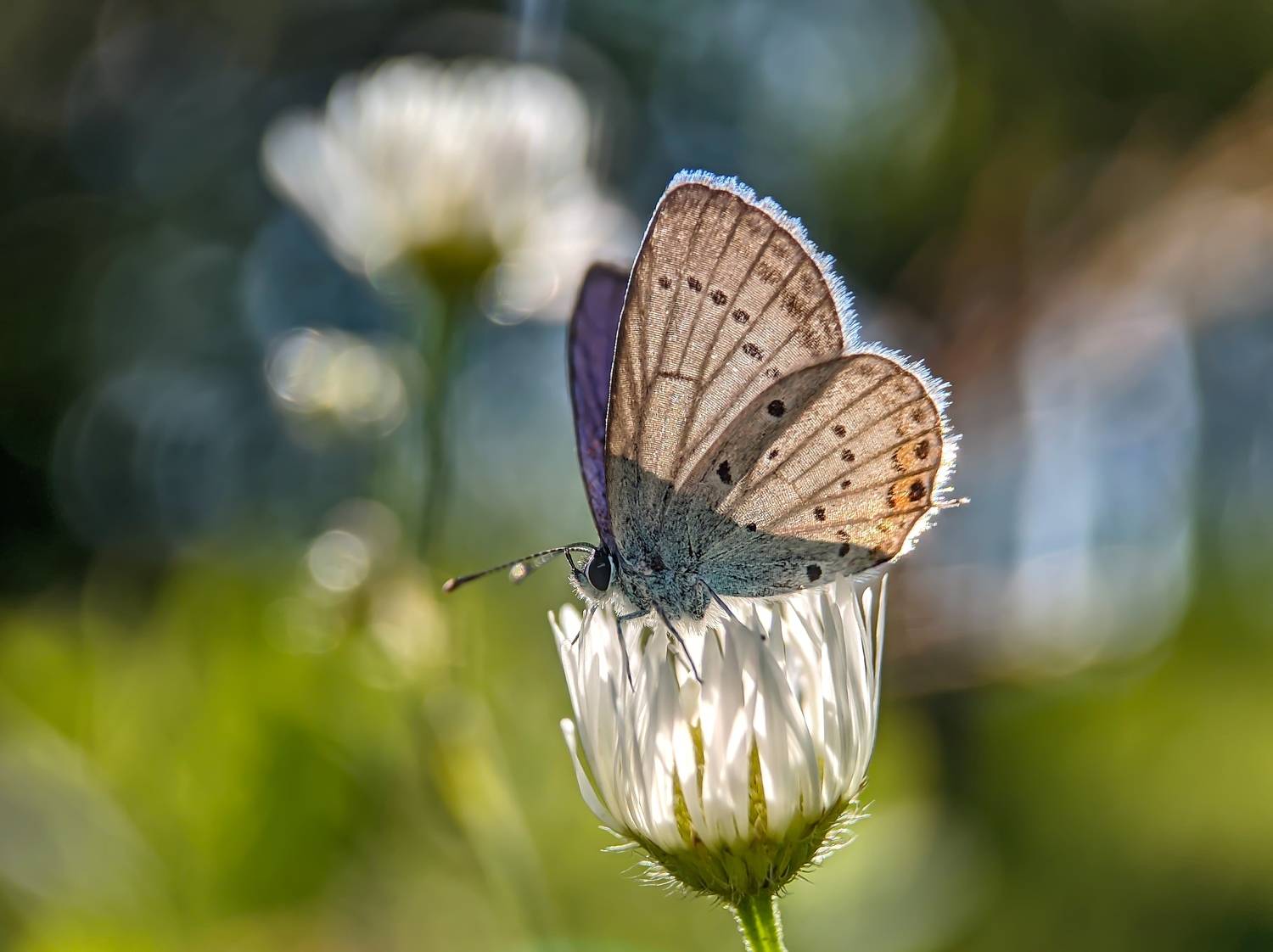 #macro, #flower, #insect, #butterfly, #nature, #mibilemacro, xiaomi, #bokeh, Rati Qvaraia