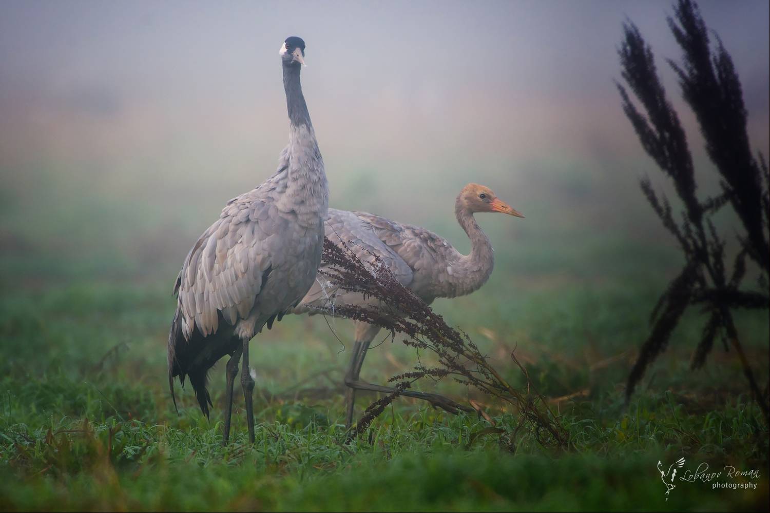 , Лобанов Роман