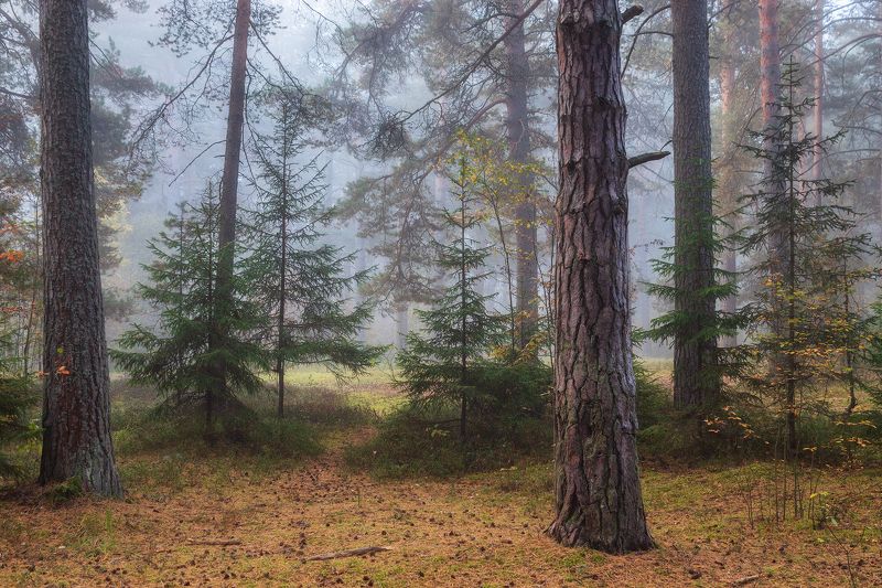 *** фото превью