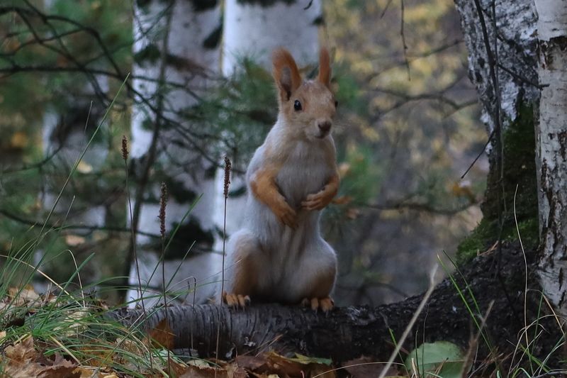 На корне дерева фото превью