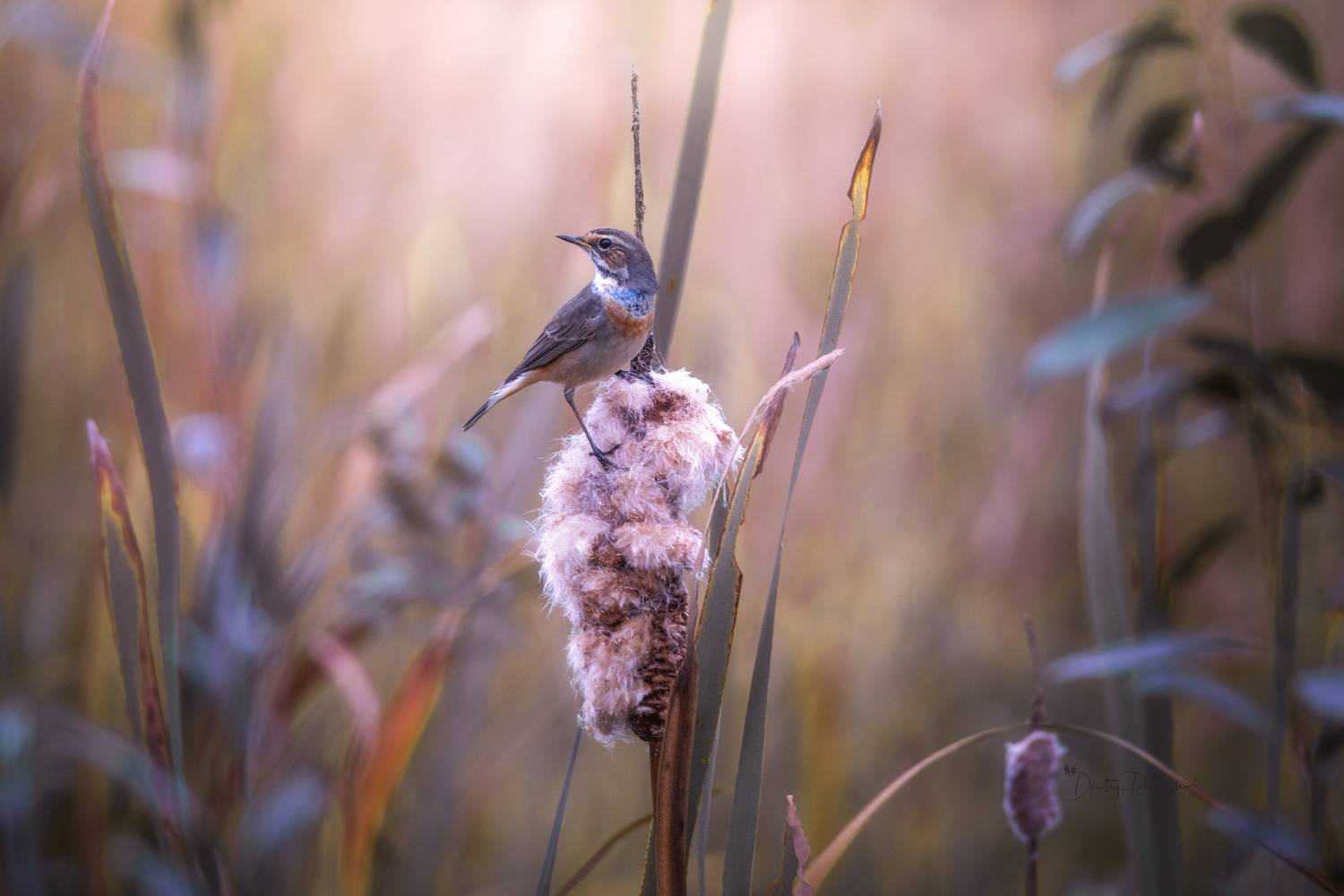 природа, лес, поля, огороды, животные, птицы, макро, Посевич Дмитрий