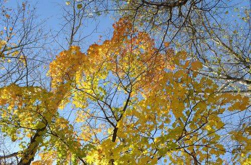 Осень Золотая