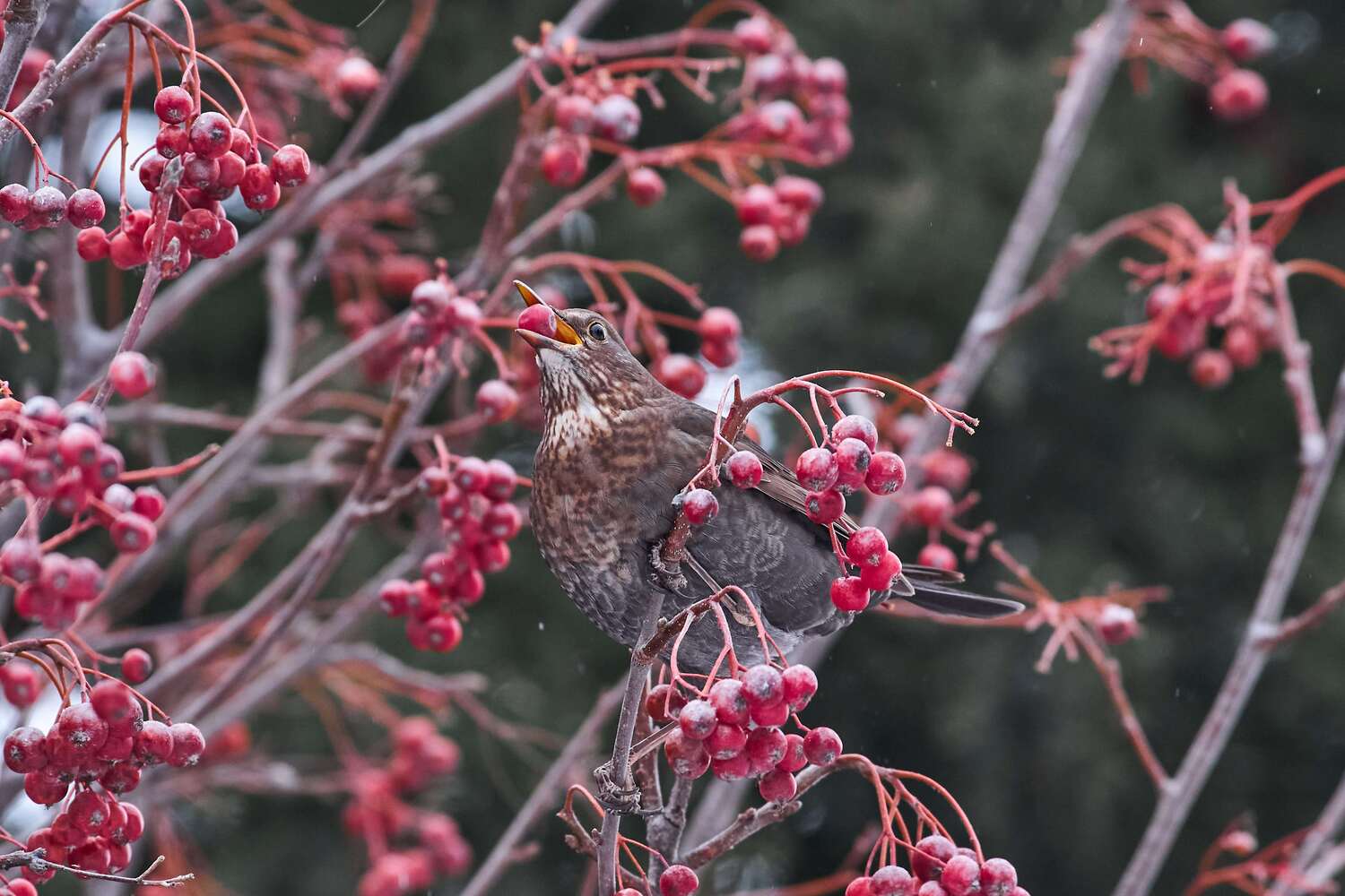 volgogad, russia, wildlife, bird, birds, birdswatching, volgograd, russia, wildlife, Turdus merula,, Сторчилов Павел