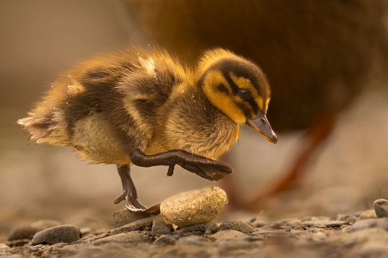 Duckling фото превью
