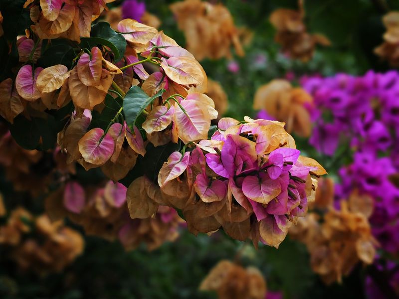 Pink and brown фото превью