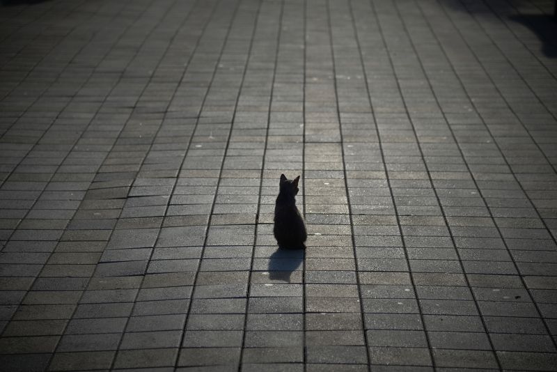 утро в городе, кошка, анапа В пятницу, тринадцатого, у черных кошек выходной фото превью