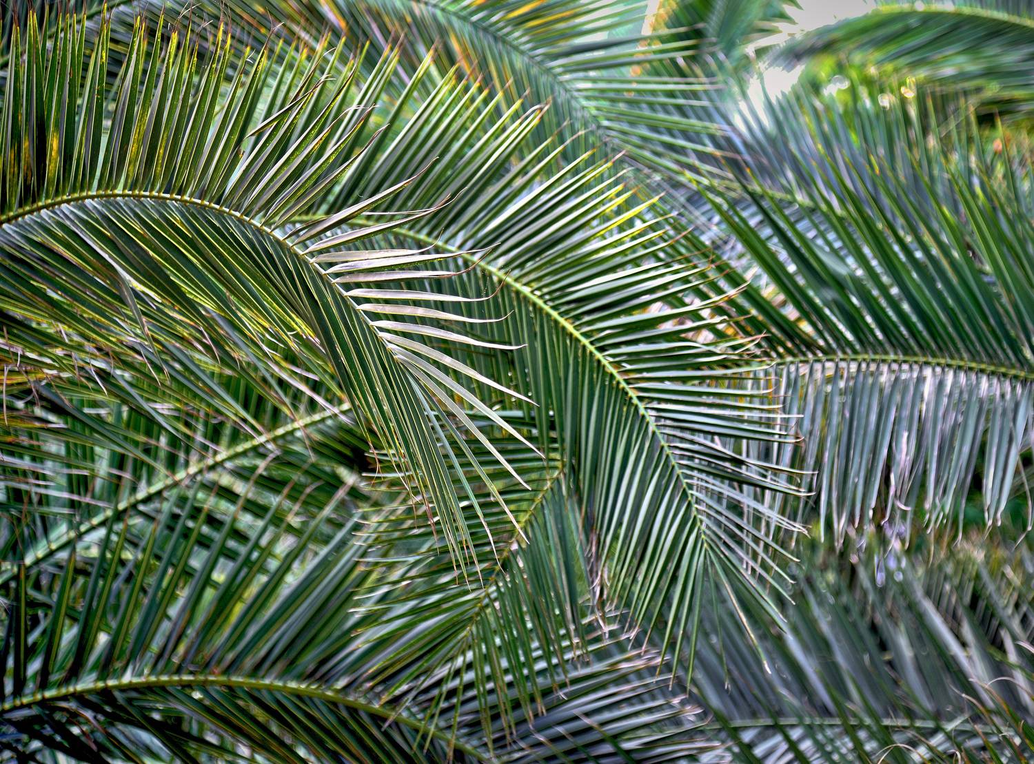 сочи, пальмы, листья,, Байдуков Александр