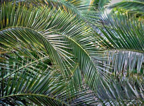 В пальмовой роще