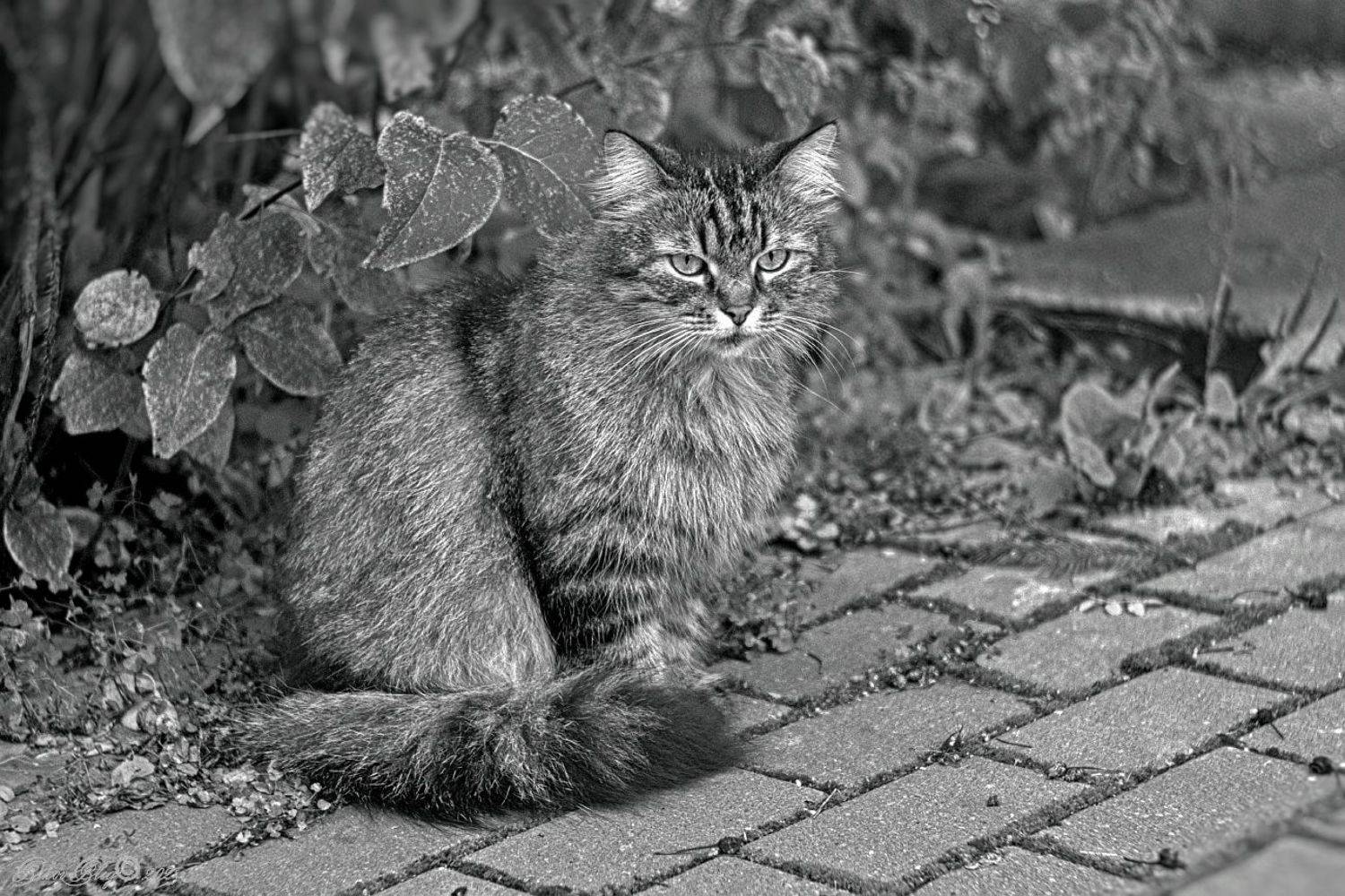 , Орлов Олег