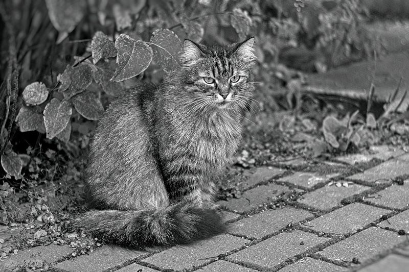 Маскировка... фото превью