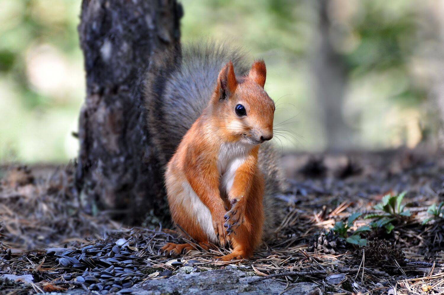 каркаралинск, Евгений Дроботенко