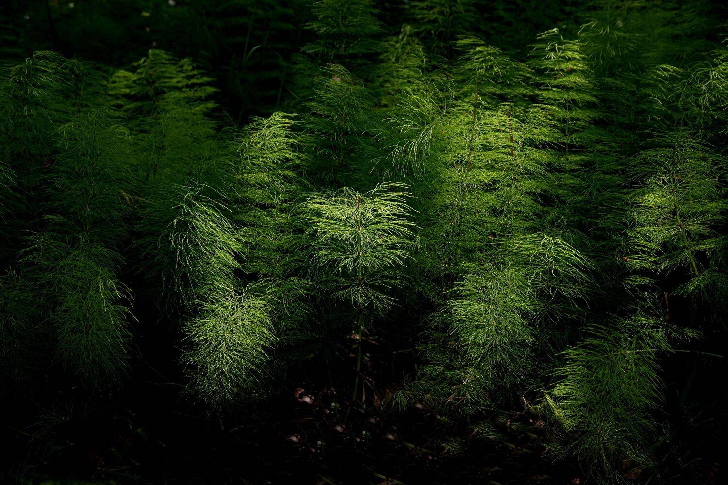 ***, Евгений Дроботенко