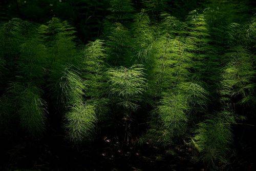 Лучик света