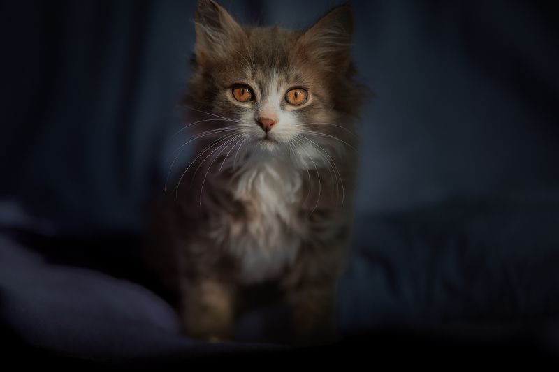 Дельфинчик Огородов фото превью