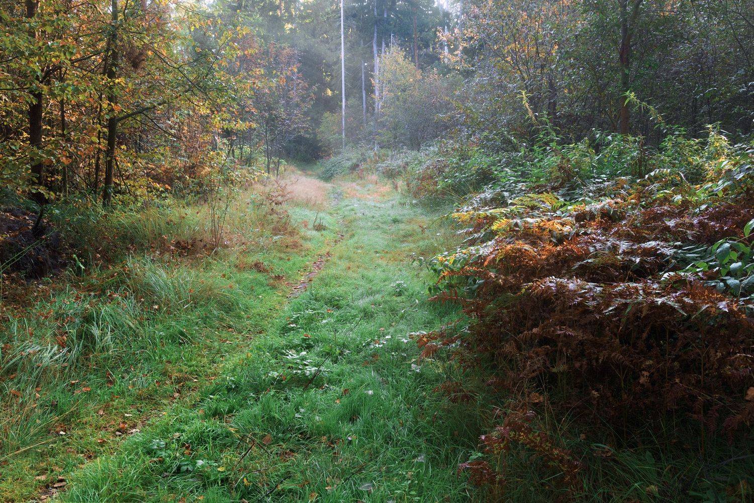 лес, деревья, осень, листья, пейзаж, Валерий Вождаев