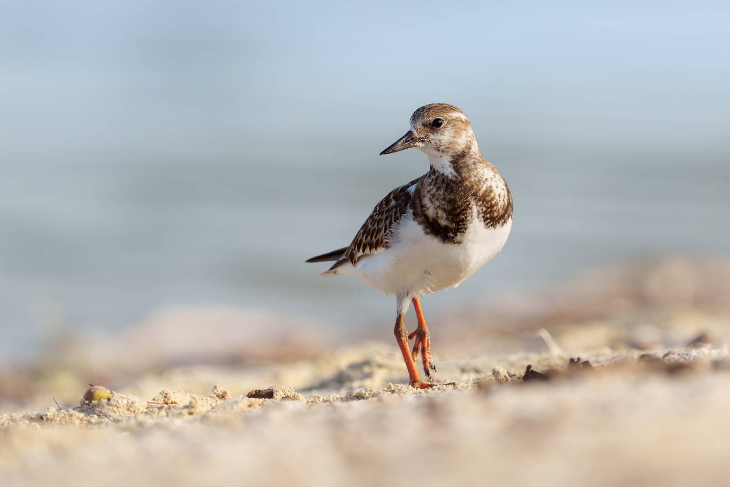 птица, фотоохота, кулик природа, фауна, Vladimir Kulikov