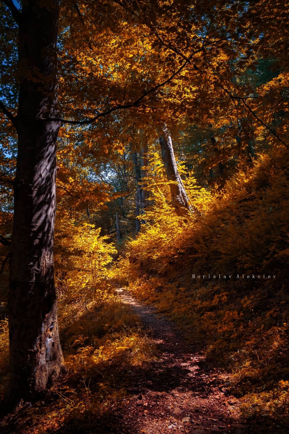 forest,travel,bulgaria,autumn,light,dark,stone,river,, Борислав Алексиев
