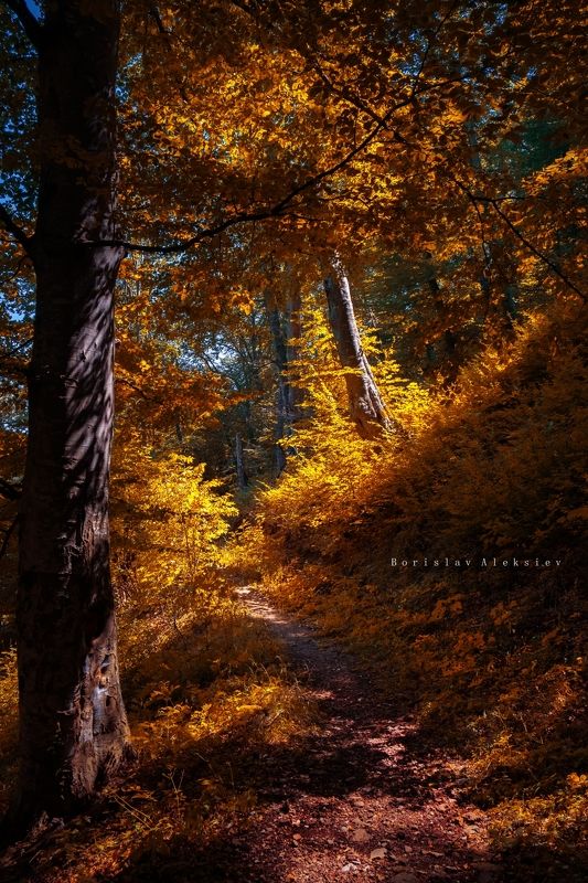 forest,travel,bulgaria,autumn,light,dark,stone,river, Autumn фото превью
