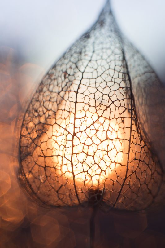 Внутренний свет фото превью