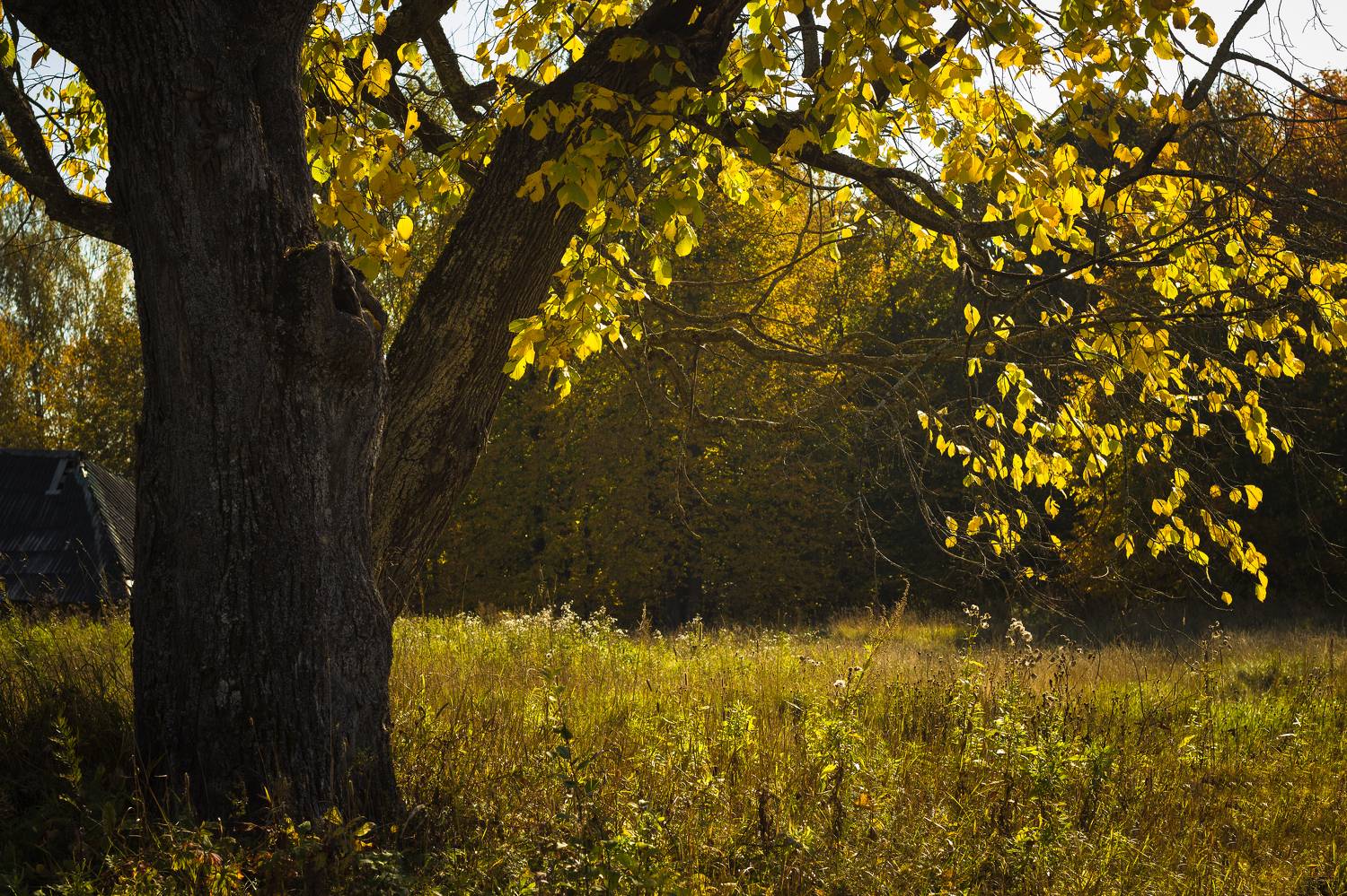 , Хвойнова Елена