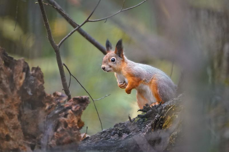 Белка в зимней шубке фото превью