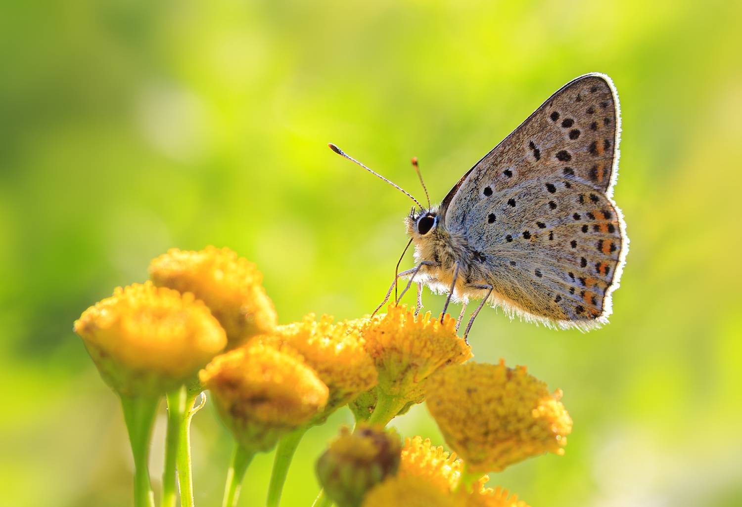 насекомые, бабочка, голубянка, червонец, бурый, лето, август, Борис Новиков