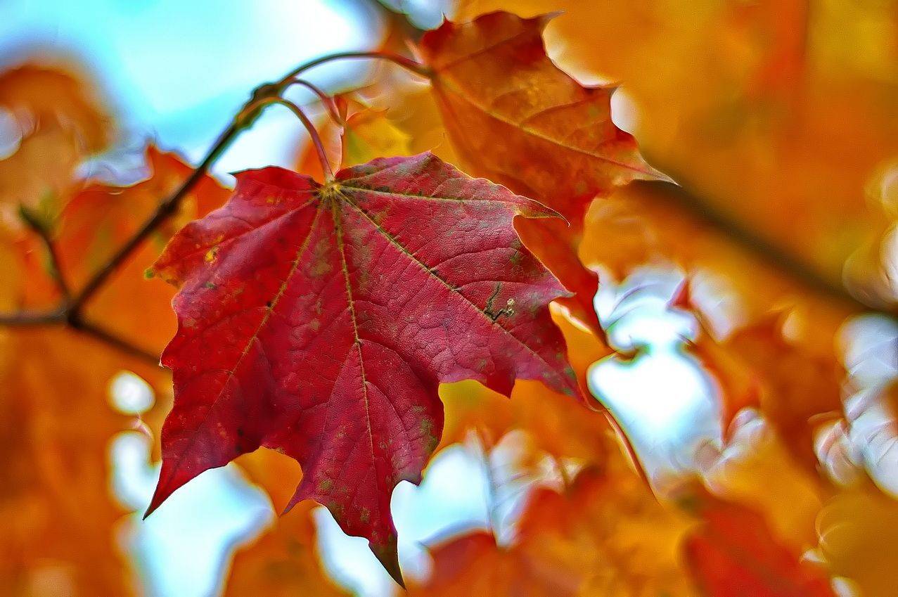 , Николаев Владимир