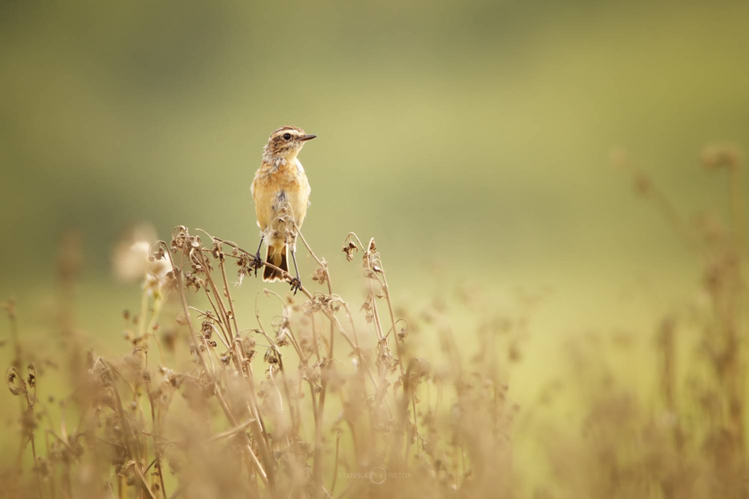 , Станислав Аристов