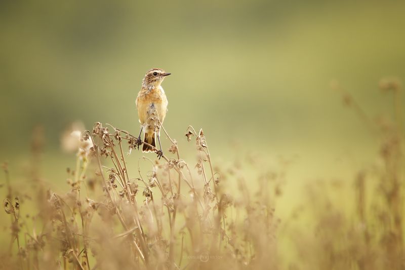 Жаворонок фото превью