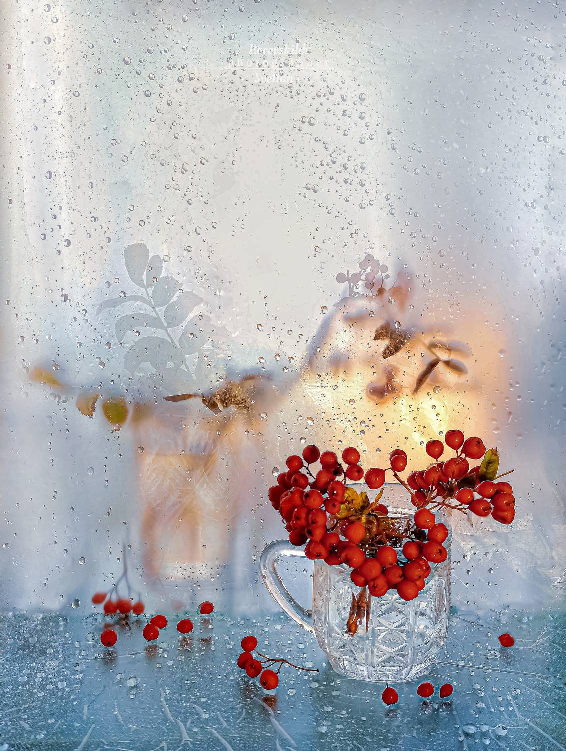 стекло, плёнка, рябина, ягода, закат, осень, капли, Светлана Боровских