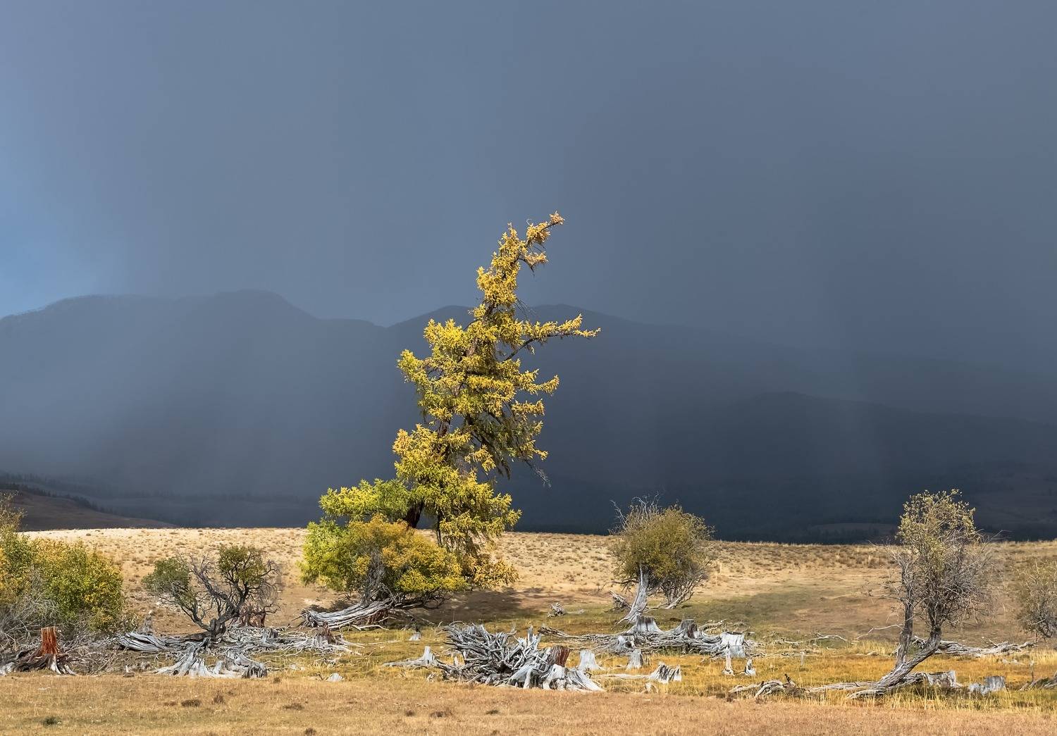 алтай 2023, непогода, лиственница, солнце, Фомина Марина