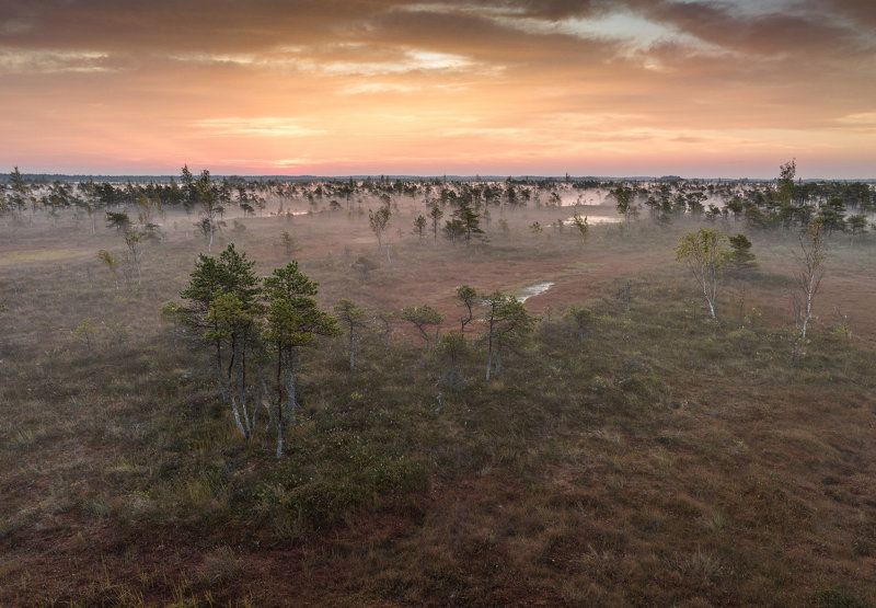 Утро на болоте. Сентябрь фото превью