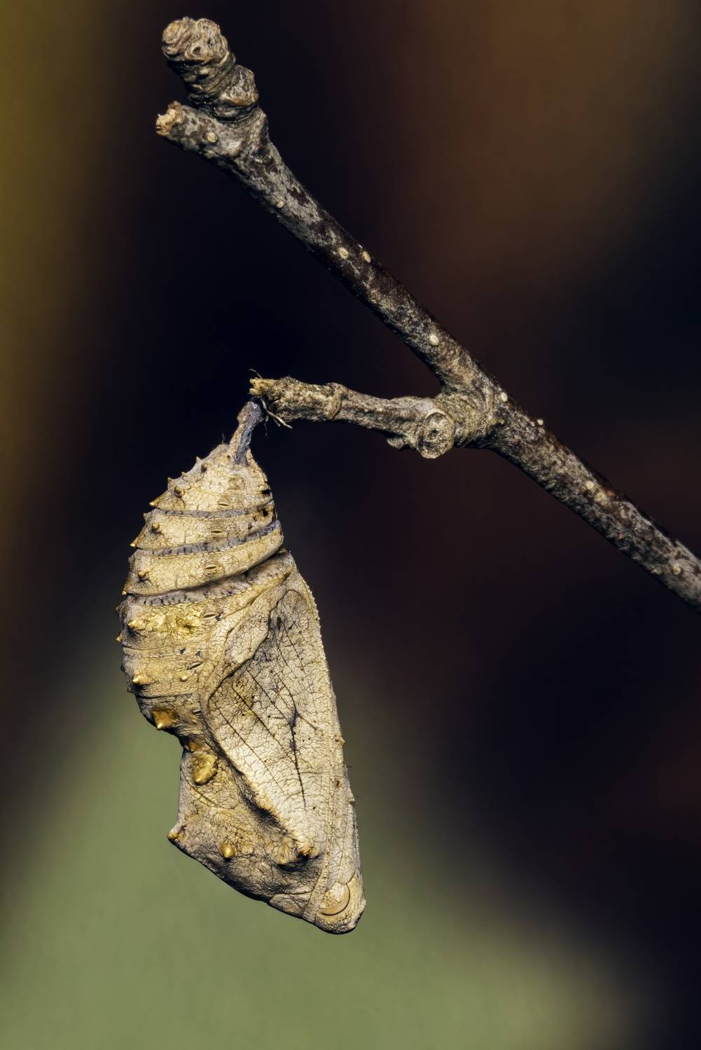 insect, chrysalis, nature, macro, macrophoto, lepidoptera, Stephane