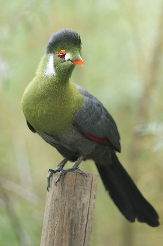 Touraco à joues blanches фото превью