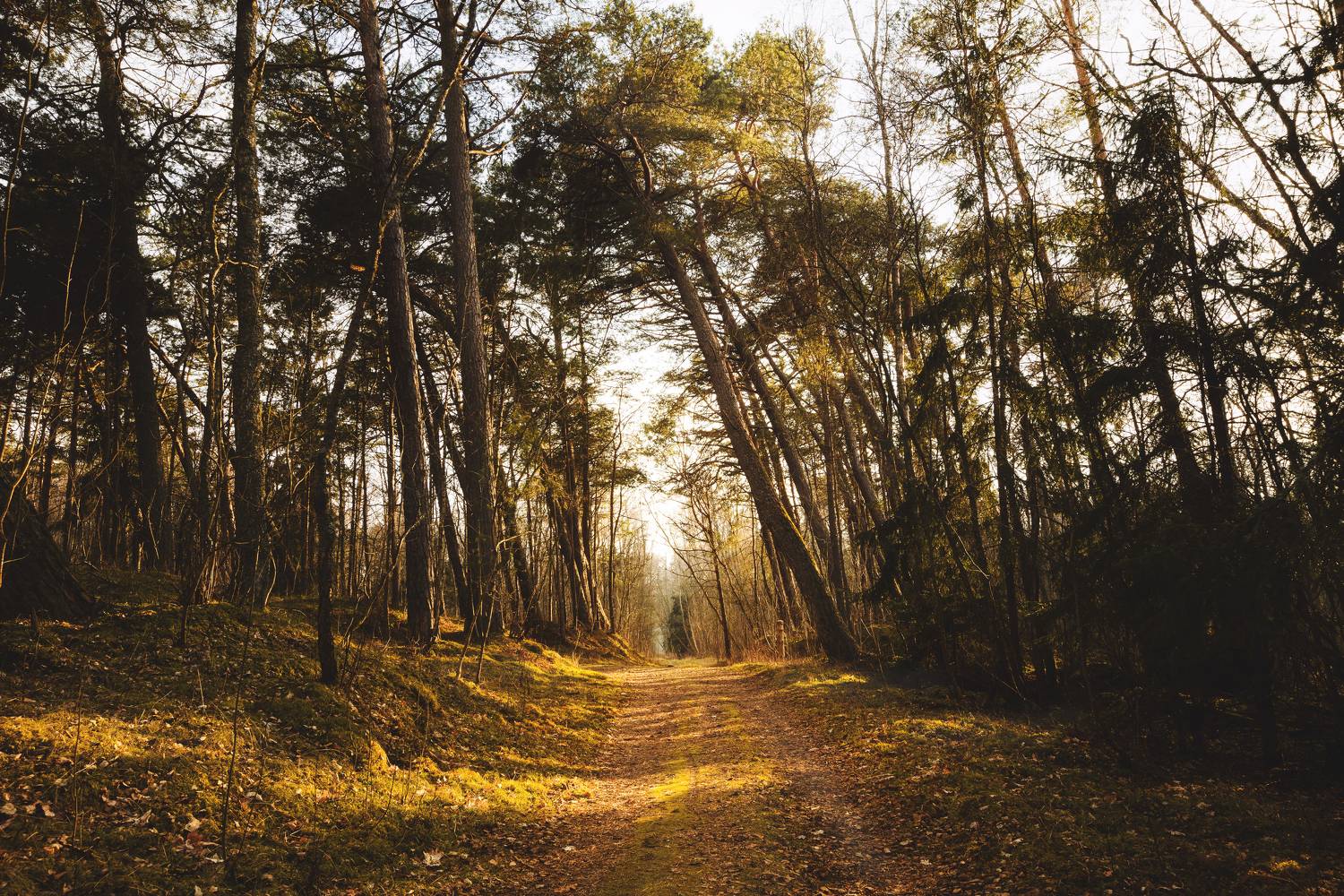 лес,деревья, солнце, куршская коса, калининград, весна, Рябинин Влад