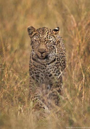 Leopard
