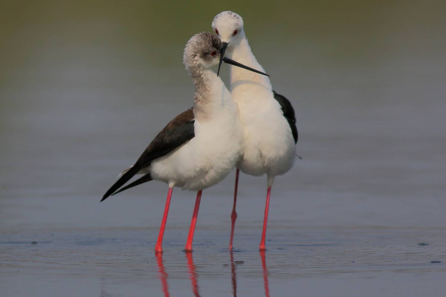 животные, природа, озера, птицы, кулики, ходулочники, анималистика, самара, Владимир Шебаршенко