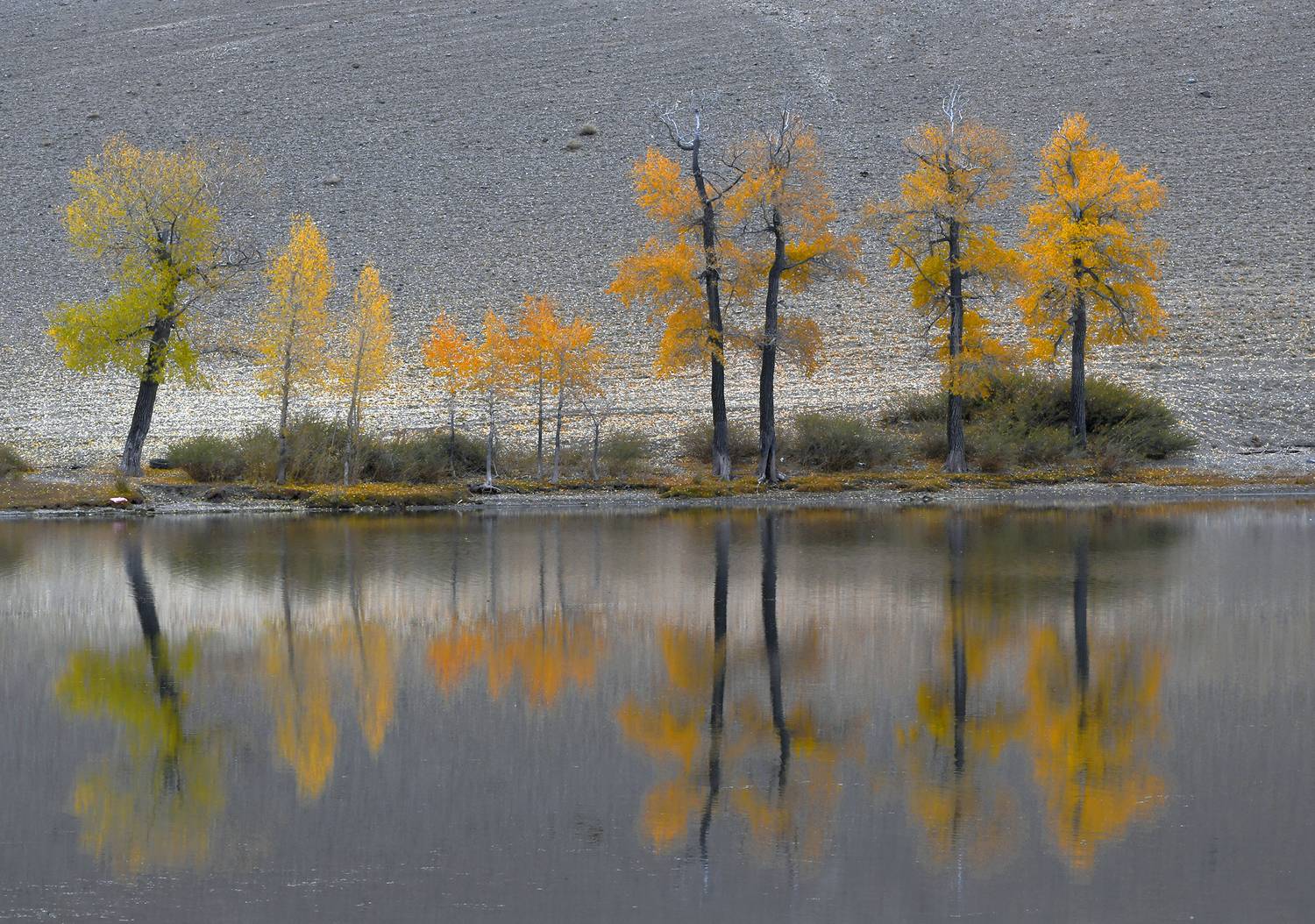 , Светлана Крат