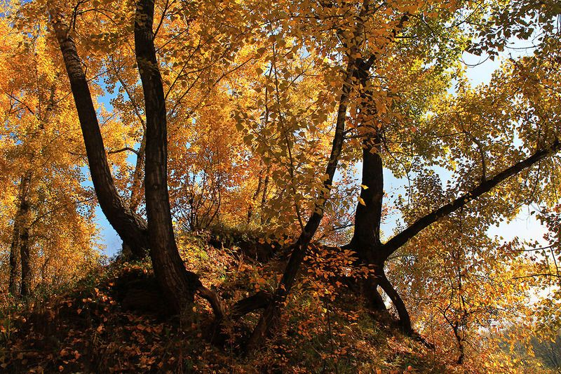осень, сибирь, россия .... фото превью
