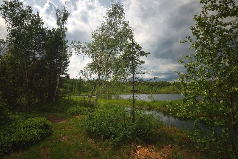 В лесу на берегу... фото превью