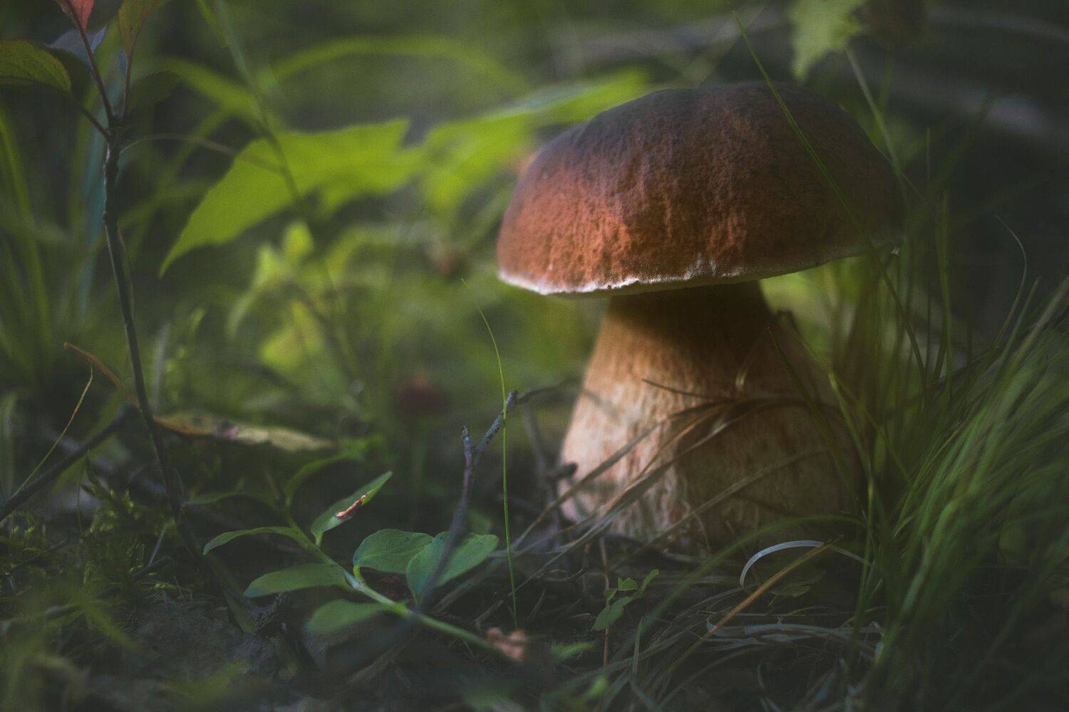 лес, гриб, Валерий Вождаев