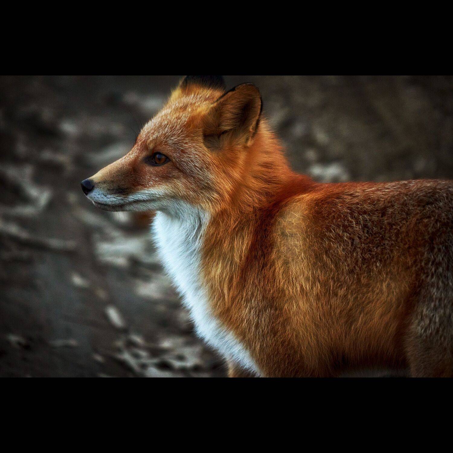 лиса, русский, остров русский, осень, приморье, россия, приморский край, море, японское море, закат, кекур, природа, пейзаж, Ivan A. Godovikov