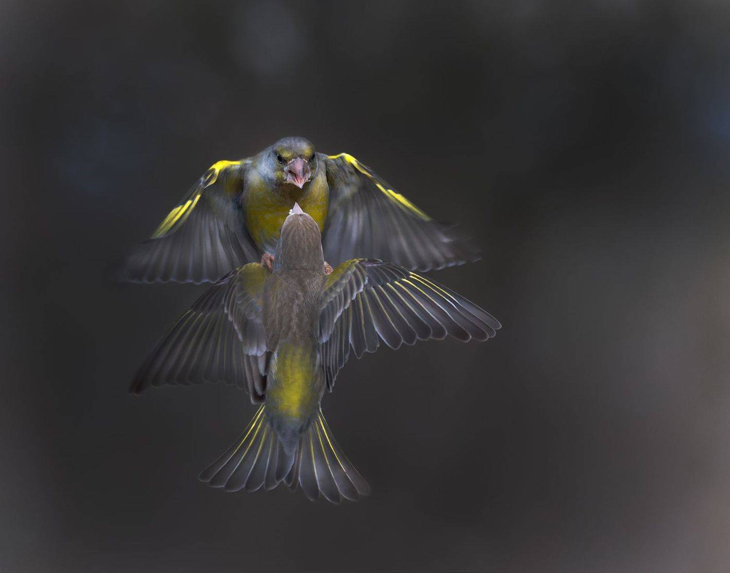 , Стефан Дянков